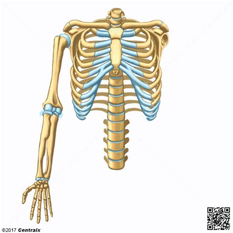 Huesos Del Brazo Atlas De Anatomía Del Cuerpo Humano Centralx