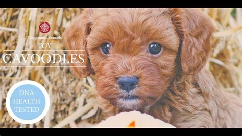 Finding my dog a new home. Cavoodle Puppies Australia - YouTube