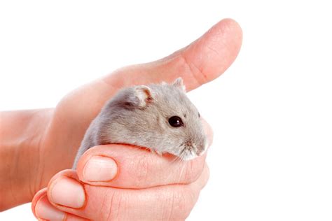 Hamster As Pets Pros And Cons Pet Comments