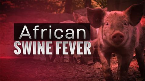African Swine Fever Analysis African Swine Fever Inflicts Renewed