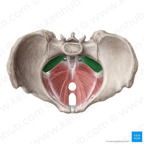 Piriformis Muscle Musculus Piriformis Image Liene Znotina 아나토미