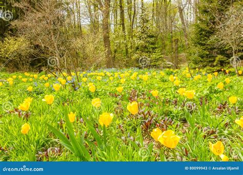 Beautiful Garden With Yellow Flowers Stock Image Image Of Garden