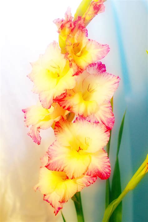 Pink And Yellow Gladiolus Wallpapers Wallpaper Cave