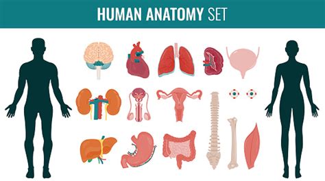 Female organ anatomy diagram awesome body diagram female back body of human for education. Human Internal Organs Anatomy Set Vector Stock ...