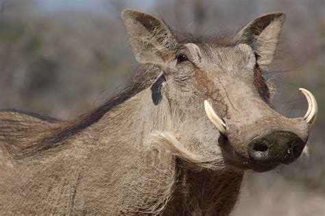 Warthog In South Africa Rwildlifephotography
