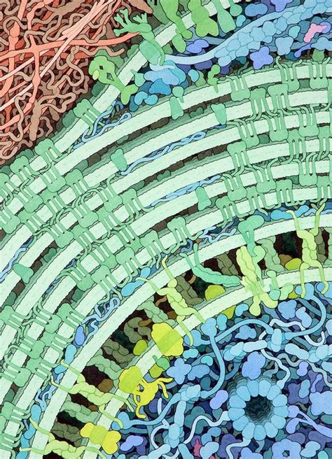 David Goodsell Molecular Watercolor In 2020 Biology Art Science Art