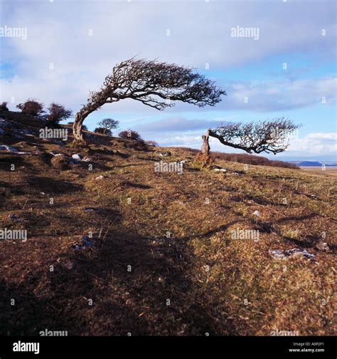 Windswept Tree Stunted Growth Cumbria Hi Res Stock Photography And