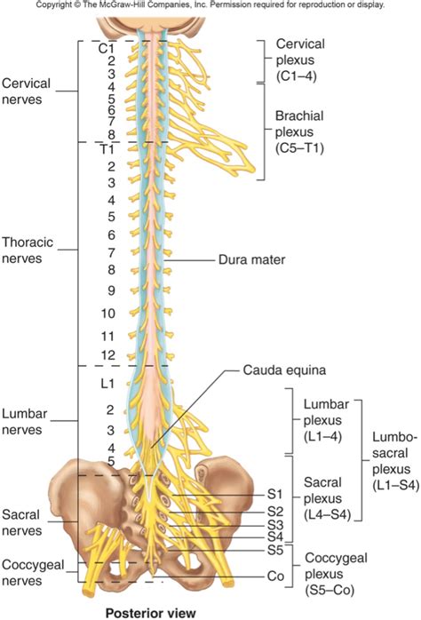 Medical Chart Female Spine Charts And Female Nervous System Charts