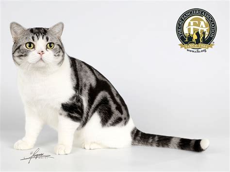 Cfa Best Cat China Gc Bwc Nw Cat Life Moonface Silver Tabby And White American Shorthair Male