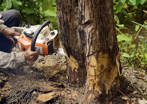 Stump Removal Services Near Me Palm Beach County Pro Tree Trimming