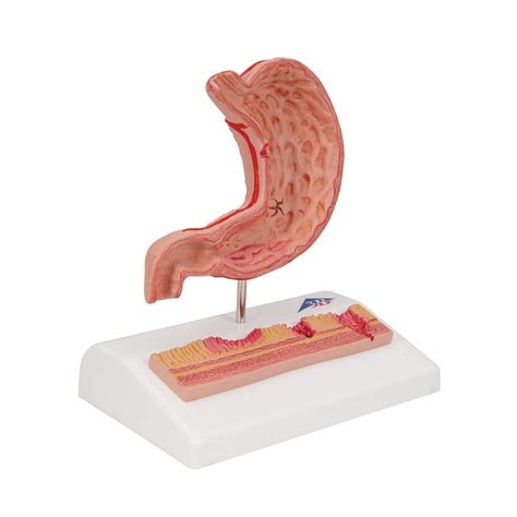 Anatomical Teaching Models Plastic Human Digestive Models Stomach