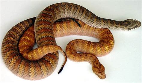 Australian Death Adder One Of The Worlds Deadliest Snakes Animal