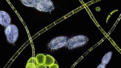 What Types Of Organisms Live In Pond Water