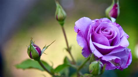 Desktop Wallpaper Purple Rose Flowers Bud Blur Hd Image Picture