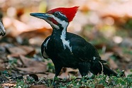Photo Gallery of North American Woodpeckers