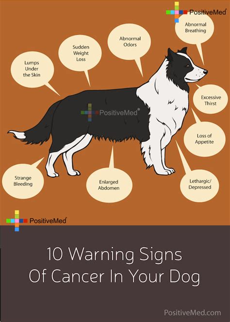 10 Warning Signs Of Cancer In Your Dog Positivemed