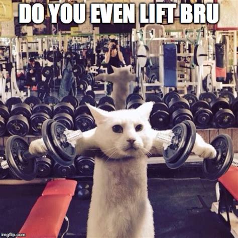 Gym Cat Memes Imgflip