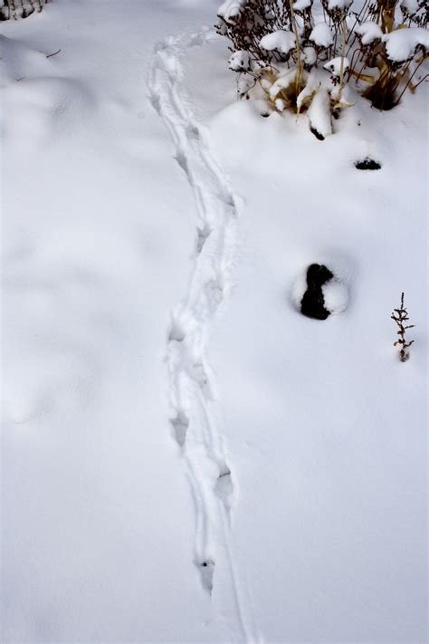 Animal Tracks In The Snow Picture Free Photograph Photos Public Domain
