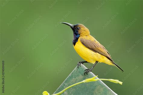 Olive Backed Sunbird Cinnyris Jugularis Also Known As The Yellow