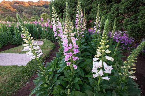 How To Plant Foxgloves Seeds Images Gloves And Descriptions