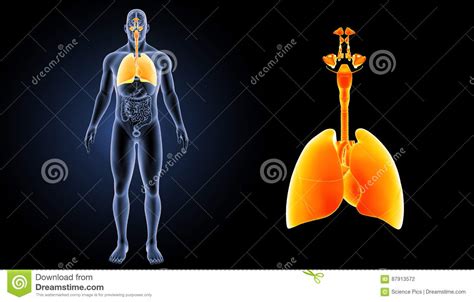 L Apparato Respiratorio Ed Il Cuore Zumano Con La Vista Anteriore Degli Organi Illustrazione Di