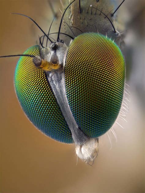 Dolichopodid Sp Fly Eyes Nikons Small World