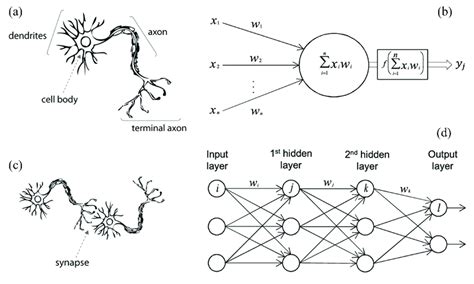 Artificial Neural Network And Biological Neural Network