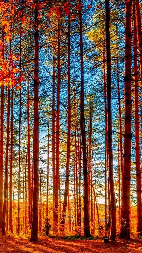 Autumn Forest Painting Iphone Wallpapers Free Download