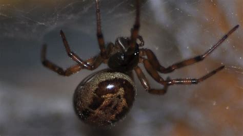False Widow Spider Bites More Toxic Than First Thought