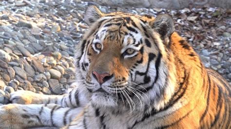 Russias Fairy Tale Siberian Tigers Beating Long Odds For A Comeback
