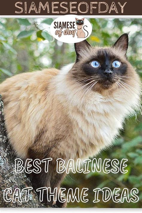 Best Balinese Cat Theme Ideas Siamese Of Day In 2021 Balinese Cat