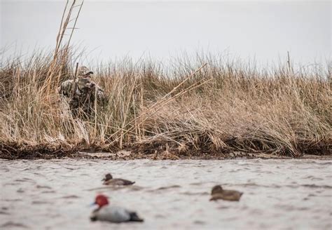 Land Bound Ducks Hunting Divers From Shore Duck Hunting Waterfowl