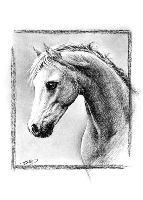 Horse Portrait Poster By Edrawings 38 Displate Charcoal Art