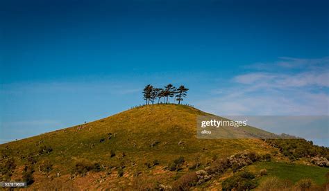 Colmers Hill In Dorset England High Res Stock Photo Getty Images