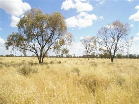 12 aug 2021 8:30 am (australian eastern standard time). Walgett, NSW 2832 Sold Rural properties Prices & Auction ...