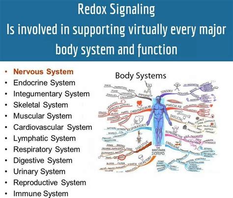 What Are Redox Signaling Molecules Endocrine System Body Systems Cardiovascular System
