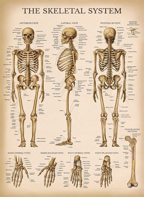 Palace Learning Vintage Skeletal System Anatomical Chart