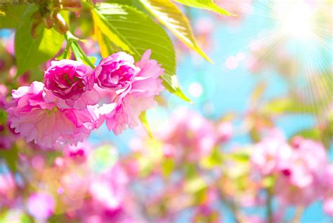 Spring Backgrounds For Computer Pictures
