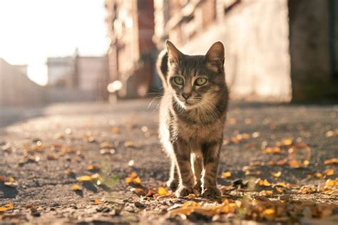 15 Facts You Should Know About Feral Cats All About Cats