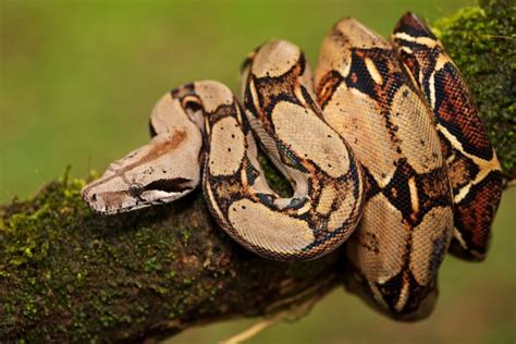 Las 10 Serpientes Más Grandes Del Mundo