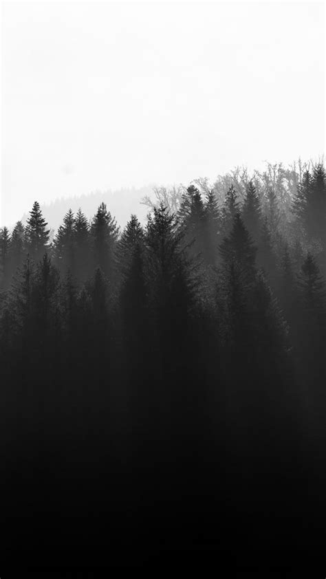 Download Wallpaper 540x960 Forest Trees Light Black And White