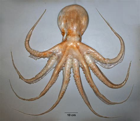 8 Largest Octopus Species in the World | Largest.org