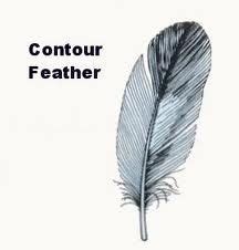 Contour Feathers Feather Bird Feathers