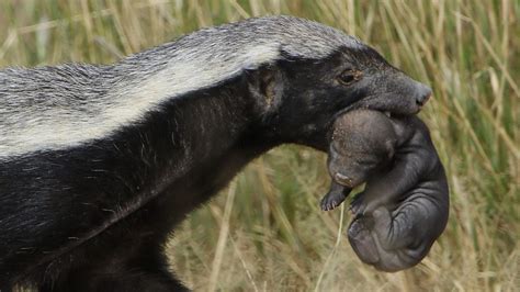 Honey Badgers Dont Care Because Theyre Ferocious Howstuffworks