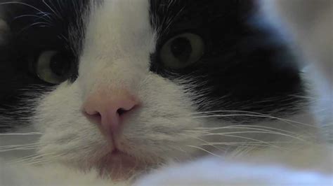 Wild Life Documentary Presents The Black And White Cat Youtube