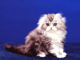 imagenes de gatos,gatitos,mascotas,wallpapers,fondos,cats