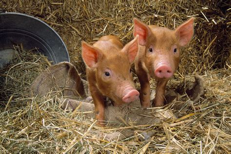 Tamworth Piglets Photograph By John Daniels Fine Art America