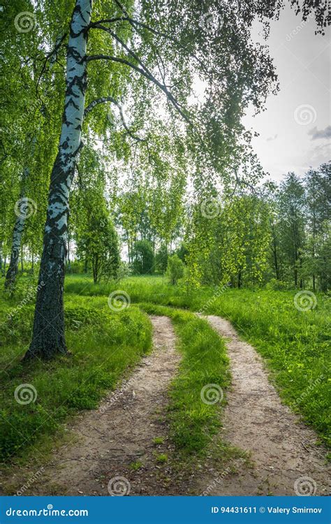 Camino Forestal Al Borde De Una Arboleda Del Abedul Imagen De Archivo