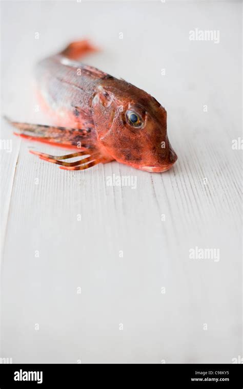 Red Gurnard Fish Stock Photo Alamy