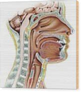 Oral Cavity And Pharynx Photograph By Asklepios Medical Atlas Fine Art America